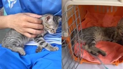 The poor cat lying exhausted was whimpering weakly in despair and could only cry from helplessness, fortunately he was saved!