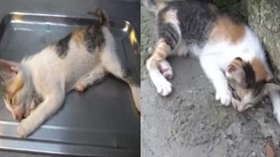 The famished cat, exhausted and desperate, pleaded for help through cries, yet went unnoticed by passersby.