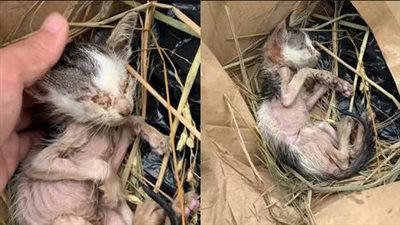 Rescue a blind kitten with a very weak body that was abandoned in the cold rain