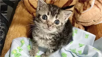 Despite being small her entire life, the clever young kitten has discovered numerous ways to make herself feel big and confident.