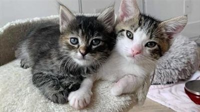 Kitten Found in the Сold, Blossoms into Vivacious Young Cat with Friend He Аlways Wanted