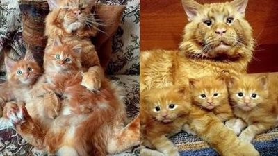 Encountering the internet-famous Maine Coon cat family that has captured social media’s attention, one is taken aback by the surprising visage of the father cat