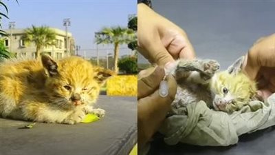 A tiny, vulnerable kitten perched on the road, desperately hoping for a compassionate soul to arrive and offer it salvation.