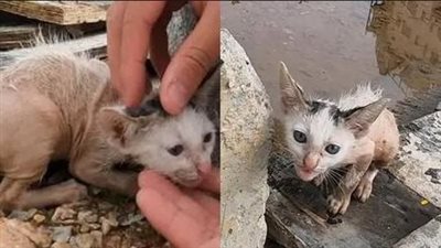 Amidst the fury of a major storm, a helpless kitten teeters on the brink of being swept away by the relentless elements.