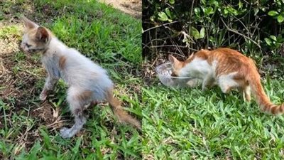 A lost and abandoned kitten was discovered, covered in wounds, emitting feeble cries in the hope of finding a compassionate listener and aide to address its painful condition