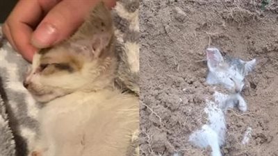 The poor cat with cancer lay on a deserted street in total darkness, causing profound sadness to all who witnessed his plight