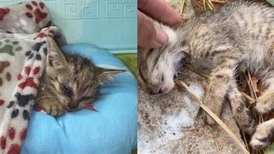How an abandoned kitten, left to suffer from poisoning and heatstroke in the middle of a deserted field, finds a guardian angel who rescues it from certain death