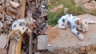 Poor abandoned cat, hungry and thirsty, here shows us the pitiful circumstances in which animals are abandoned
