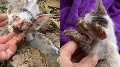 The image of a poor kitten crying for help because it was stuck in a very cold ditch but no one cared, making people unable to hold back their tears.