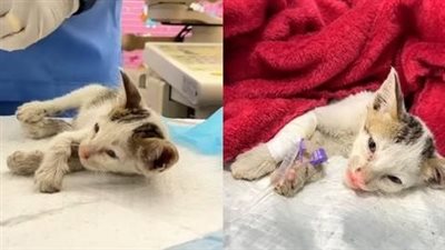 In a race against time, I rescued a helpless kitten left for dead by its owner, panting in front of my clinic door.