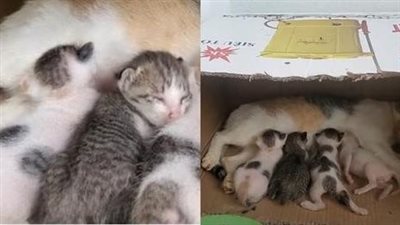 The heartbreaking sight of a poor mother cat crying as she feeds her hungry kittens is a poignant reminder of the hardships mother cats face