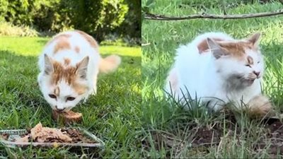 On the grassy field, I noticed a cat following me from a distance. As I looked closer, I realized it was the cat I had once fed.