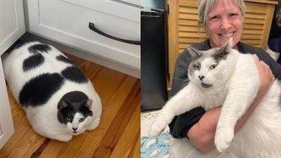 Explore the Encounter with ‘Chonky’, the 40 Pound Cat – A Fascinating Story of an Insatiable Appetite!