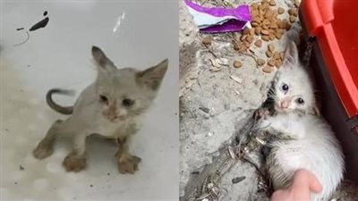 Just raising his head, this poor cat has learned to communicate with his eyes but why are those eyes so sad.
