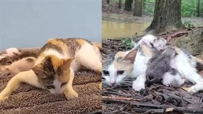 Forgotten and abandoned in the desolate mud, these unfortunate cats bravely overcome all difficulties, clinging to a ray of hope amid the abyss of despair