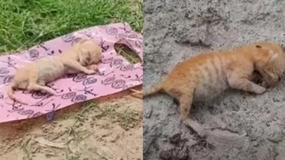 Abandoned kittens, one victim was attacked and killed by a dog, but the other victim was fortunately rescued before suffering the same fate