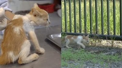 A compassionate woman brought a lost kitten to a new place, filled with love and deep care, making it feel at home.