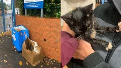 Two courageous cats left to brave harsh weather conditions after being callously abandoned in a cardboard box right in front of a shelter