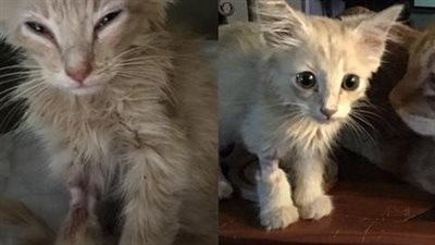 The sight of the abandoned kitten inside the box left everyone in awe! As the box was opened, the woman was overcome with surprise and astonishment.