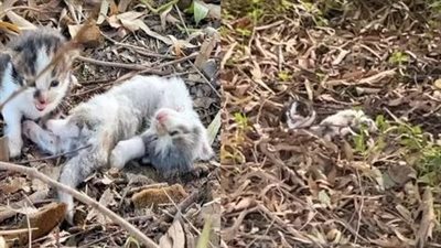 The poor kitten is living in his last moments and the other kitten is calling for someone to help!