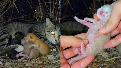 Mother cat calls for help, the newborn kittens crying