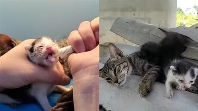 The heroic sacrifice of a mother cat, protecting her kittens from a falling tree, an unforgettable story of love, courage and sacrifice