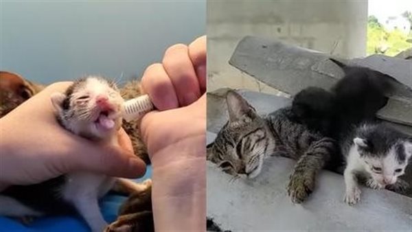 موقع أيام نيوز