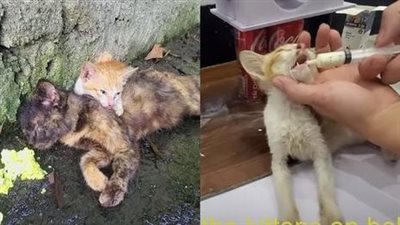 In a poignant moment, the kitten reached out for one final embrace with its mother, her life slipping away into eternity