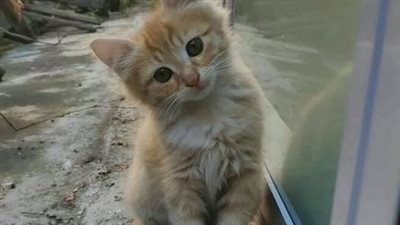 حكاية قطه