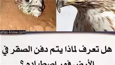 لماذا يدفن الصيادون الصقر بالتراب فور اصطياده ورشه بالماء البارد