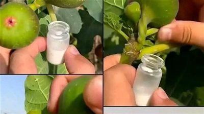 القوة الخفية لهذه النبته تستحق حرفيًا وزنها بالذهب لكن معظم الناس ليس لديهم أدنى فكرة