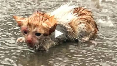In the rain, the poor homeless cat cried non-stop because there was no shelter, luckily discovered and rescued by a kind man in time