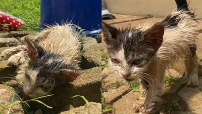 The heart-wrenching and harrowing rescue of a emaciated cat from an abandoned house, whose cruel destiny calls for an abundance of love and care.