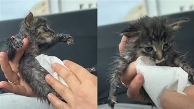 We found a very small kitten crying, wet from the rain, cold