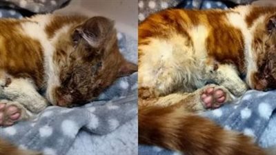 The cat got stuck in the eye with tar and was left to die