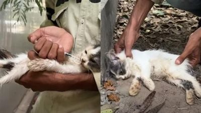 The miserable and horrifying rescue of a skinny cat from an abandoned house, a cruel fate that needs a lot of love for it