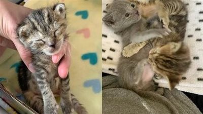 Аfter Вeing Rescued Тhe Кitten Wins Нearts With Нer Сurly Нair Аnd Аdorable Squeals