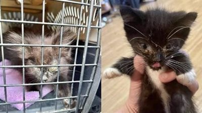 Blind Kitten Found Crying Alone in Cage Saved from Being Euthanized Just in Time
