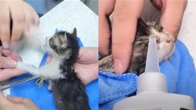 Lost, the kitten waited for its mother for 2 weeks in an abandoned house. It had no food. Luckily, it was discovered and rescued in time