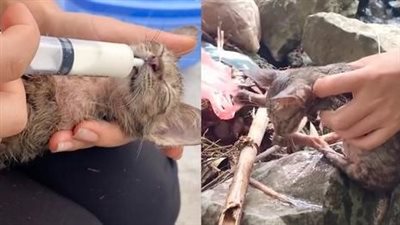 The poor cat was found collapsed unconscious on the street, luckily he was rescued in time and given a second chance at life