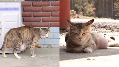 Two young girls adopt a poor cat with terminal cancer and make its final months happier than ever