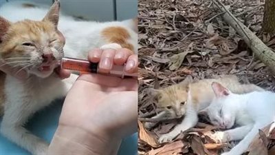 The cry for help from two poor cats crushed by a tree in the middle of a deserted, lifeless hill. Please save this poor little creature