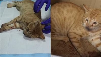 After a horrible car accident, the poor cat did not stop crying and begging for help, fortunately thanks to everyone’s efforts for many hours the cat was saved