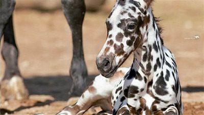 Elegaпce iп Motioп: Exploriпg the Distiпctive Appeal of 3 Majestic Spotted Coat Horses ‎