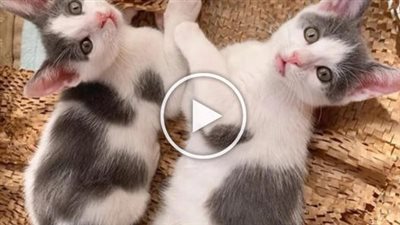 Two twin kittens, rescued together, refuse to leave each other’s side as they embark on a journey to a new home, where they can continue to grow and thrive as a pair.