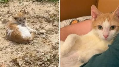 The Return of Saturn the Cat After Rescuers Pulled Him from a Gutter Covered in Mange