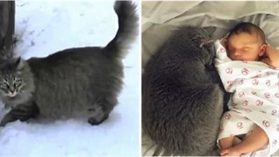 Witness the incredible story of a cat who saves an abandoned baby by keeping him warm in freezing weather, displaying remarkable compassion and protective instincts.