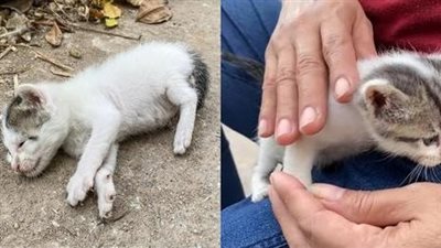 The poor kitten’s heartbreaking journey, without tears and exhaustion, his body left with only a moving skeleton looked horrifying