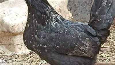 قصه الدجاجه الملعونه كامله