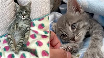 A Fluffy Bundle of Joy and Energy, ‘Cricket’ the Kitten Tackles Life with Gusto on Two Feet